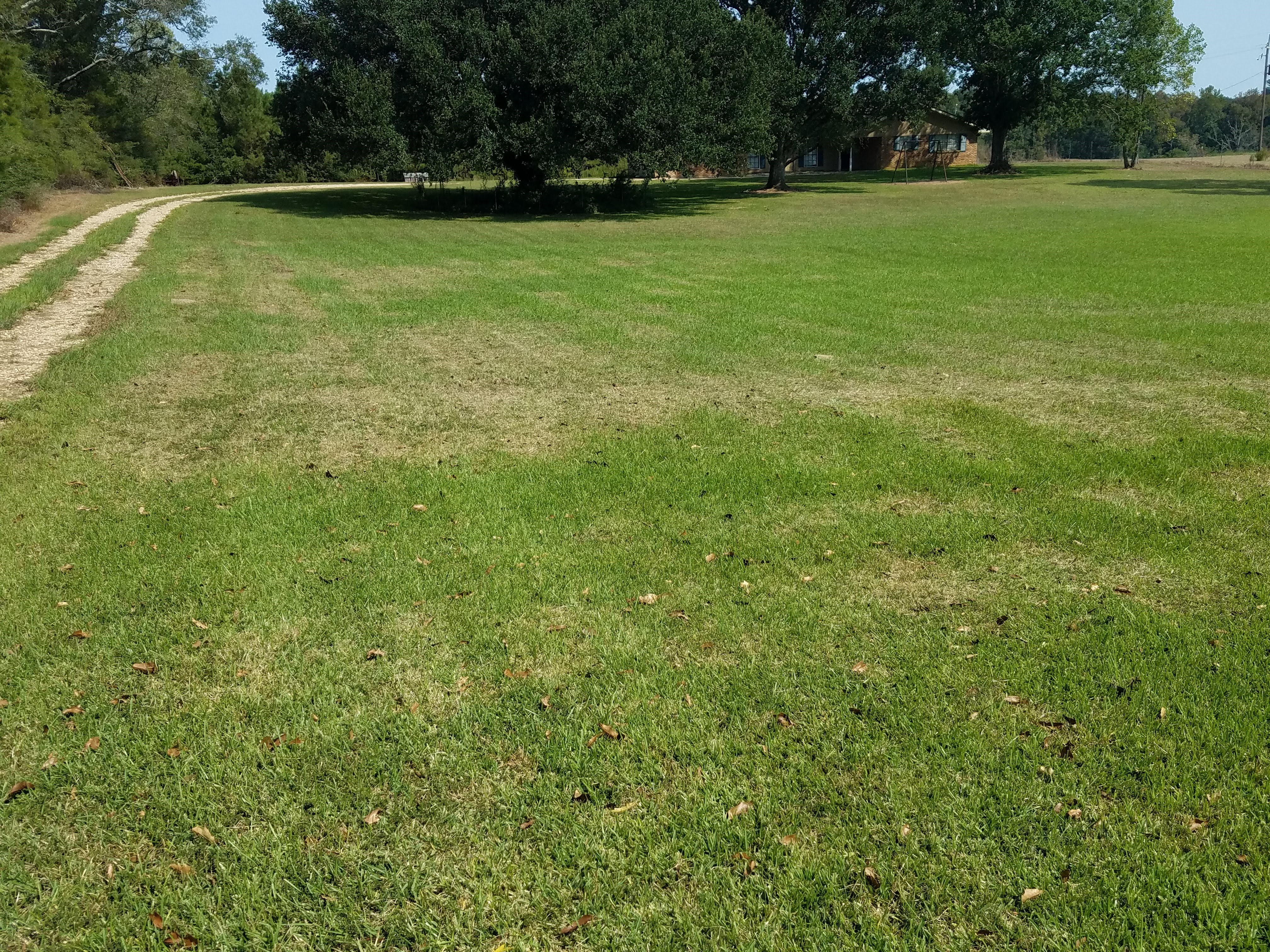 Tropical Sod Webworms